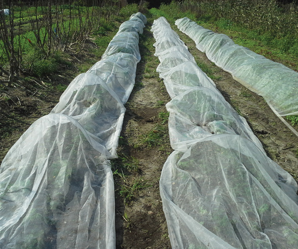 Protect plants with shade cloth, insect mesh